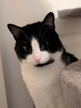 Domestic Short Hair Cats Available for Adoption - RayRay | PetCurious
