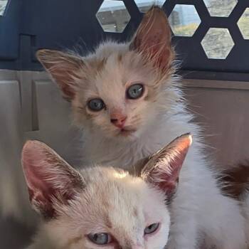 Domestic Short Hair Cats Available for Adoption in Melrose, Florida - Creamsicle | PetCurious
