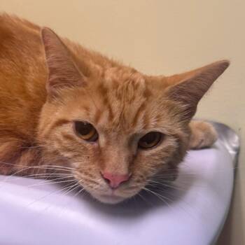 Simba -  Domestic Short Hair Cat for Adoption - Simba | PetCurious