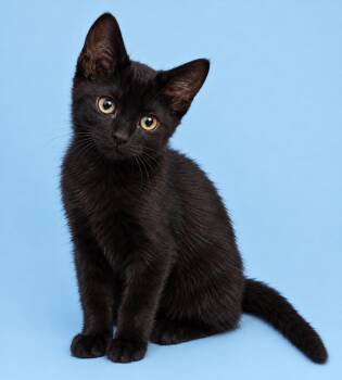 Reaper -  Domestic Medium Hair Cat for Adoption in Cleveland, Texas - Reaper | PetCurious