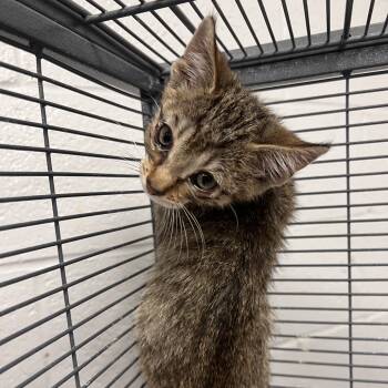 Rescue Domestic Short Hair Cats for Adoption in East St. Louis, Illinois - Spacey-C | PetCurious