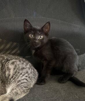 Luna -  Domestic Short Hair Cat for Adoption in Nutley, New Jersey - Luna | PetCurious