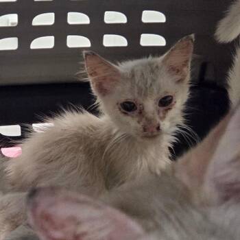 Shiro -  Domestic Medium Hair Cat for Adoption in Chattanooga, Tennessee - Shiro | PetCurious