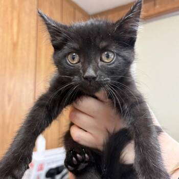 Domestic Short Hair Cats Available for Adoption - Dom | PetCurious