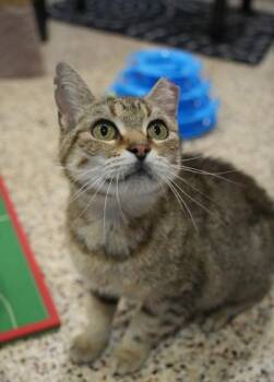 Mable 64208 -  Domestic Short Hair Cat for Adoption in Aiken, South Carolina - Mable 64208 | PetCurious