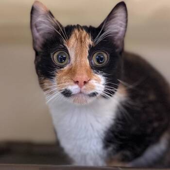 Domestic Short Hair Cats Available for Adoption - Sharon | PetCurious