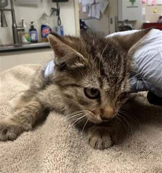 Rescue Domestic Short Hair Cats for Adoption in Camarillo, California - CHIP | PetCurious
