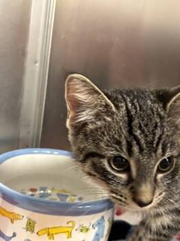 Rescue Domestic Short Hair Cats for Adoption in Batavia, Ohio - Cookie | PetCurious