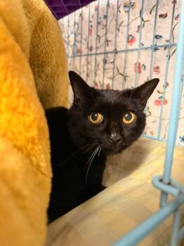 Pip -  Domestic Short Hair Cat for Adoption in Lovingston, Virginia - Pip | PetCurious