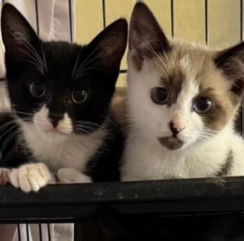 Jesse James -  Domestic Short Hair Cat for Adoption in Healdsburg, California - Jesse James | PetCurious