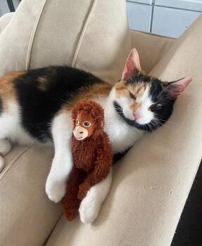 Sandy 2 -  Domestic Short Hair Cat for Adoption in Arthur, Ontario - Sandy 2 | PetCurious