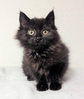 Chevelle -  Domestic Long Hair Cat for Adoption in Little Falls, Minnesota - Chevelle | PetCurious