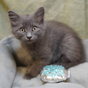 Russian Blue and Domestic Medium Hair Cats Available for Adoption in Garland, Texas - Beaker | PetCurious