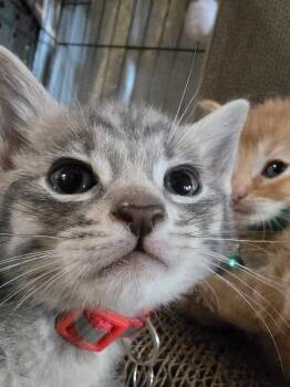 Domestic Medium Hair Cats Available for Adoption in Pacifica, California - Flutter Shy | PetCurious