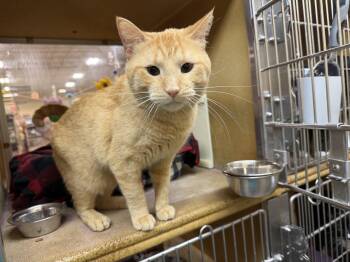 Domestic Short Hair Cats Available for Adoption in Wheaton, Illinois - Nana | PetCurious