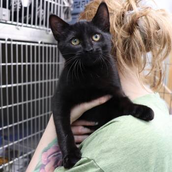 Rescue Domestic Short Hair Cats for Adoption in Beacon, New York - Park | PetCurious