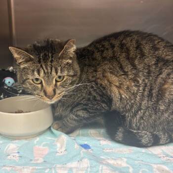 Domestic Short Hair Cats Available for Adoption in Springfield, Illinois - Tater Tot | PetCurious
