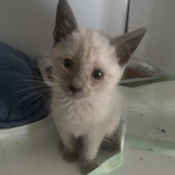 Suki -  American Shorthair Cat for Adoption in Inman, South Carolina - Suki | PetCurious