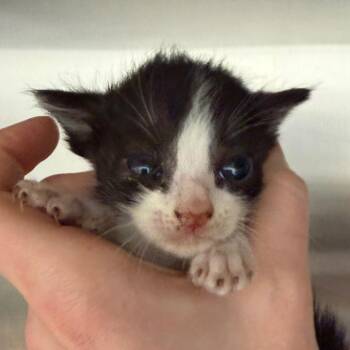 Domestic Short Hair Cats Available for Adoption in Marshall, Texas - Latte | PetCurious