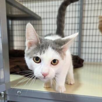 Zak -  Domestic Short Hair Cat for Adoption in Novato, California - Zak | PetCurious