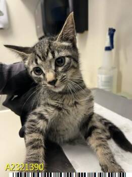 Rescue Domestic Short Hair Cats for Adoption in West Palm Beach, Florida - NOAH | PetCurious