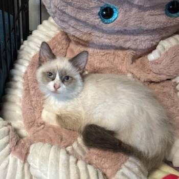 Suki -  Siamese and Domestic Short Hair Cat for Adoption in Alma, Wisconsin - Suki | PetCurious