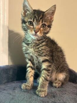 *Glimmer Twig -  Domestic Short Hair Cat for Adoption in Newnan, Georgia - *Glimmer Twig | PetCurious