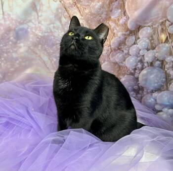 Tofu -  Domestic Short Hair Cat for Adoption in Houston, Texas - Tofu | PetCurious