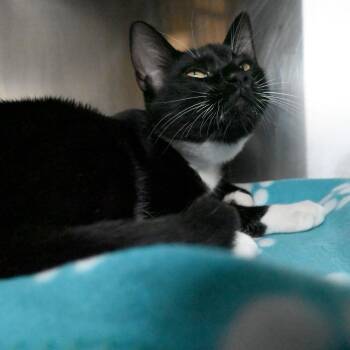 Rescue Domestic Short Hair Cats for Adoption in West Palm Beach, Florida - Fang | PetCurious