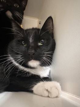 Rescue Domestic Short Hair Cats for Adoption in Lowell, Massachusetts - Fern | PetCurious