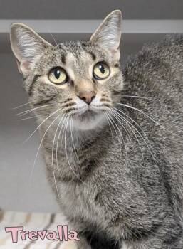 Trevalla -  Domestic Short Hair Cat for Adoption in Mason, Michigan - Trevalla | PetCurious