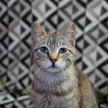 Domestic Short Hair Cats Available for Adoption in Wheaton, Illinois - Mirno | PetCurious