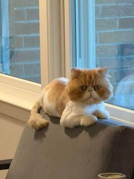 Persian Cats Available for Adoption - Theo | PetCurious