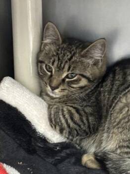 Avocado -  Domestic Short Hair Cat for Adoption in Morristown, New Jersey - Avocado | PetCurious