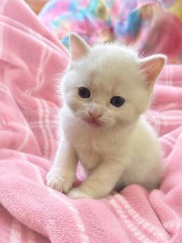 Vanilla -  Domestic Short Hair Cat for Adoption in Greensboro, North Carolina - Vanilla | PetCurious