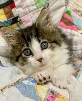 Symphony -  Domestic Short Hair Cat for Adoption in Decorah, Iowa - Symphony | PetCurious