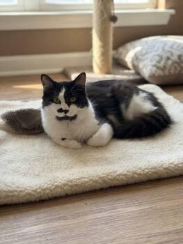 Pierre -  Domestic Medium Hair Cat for Adoption in Adrian, Michigan - Pierre | PetCurious