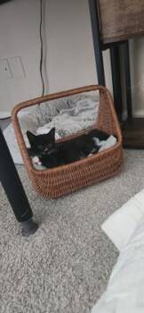 Robyn -  Domestic Short Hair Cat for Adoption in Fairfax, Virginia - Robyn | PetCurious