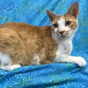 Domestic Short Hair Cats Available for Adoption in Folsom, Louisiana - Mustache | PetCurious