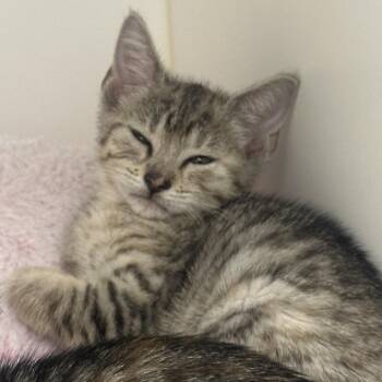Sasha -  Domestic Short Hair Cat for Adoption in West Palm Beach, Florida - Sasha | PetCurious