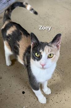 Zoey -  Domestic Short Hair Cat for Adoption in Temple, Pennsylvania - Zoey | PetCurious