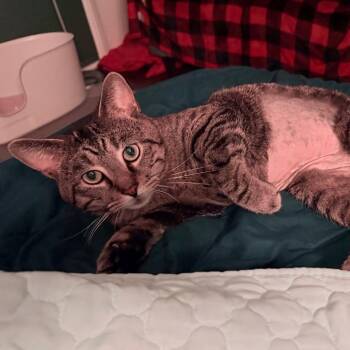 Ari -  American Shorthair Cat for Adoption in Chicago, Illinois - Ari | PetCurious
