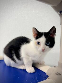 Nanner -  Domestic Short Hair Cat for Adoption in Kalamazoo, Michigan - Nanner | PetCurious