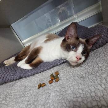 Snowshoe Cats Available for Adoption in Port Charlotte, Florida - Jewels | PetCurious