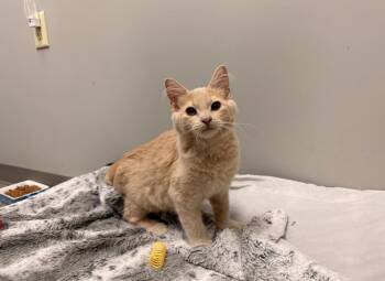 Butterscotch -  Domestic Short Hair Cat for Adoption in Batesville, Arkansas - Butterscotch | PetCurious