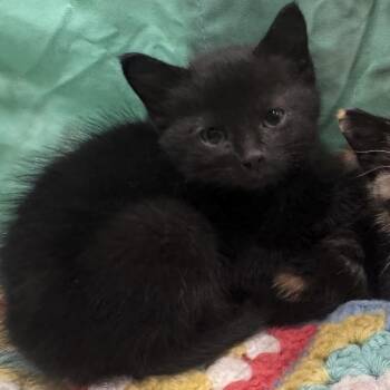 Charlene -  Domestic Short Hair Cat for Adoption in Dickinson, North Dakota - Charlene | PetCurious