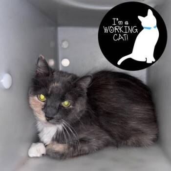 Queen -  Domestic Long Hair and Domestic Short Hair Cat Available for Adoption in Janesville, Wisconsin - Queen | PetCurious