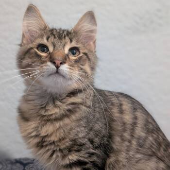 Rescue Domestic Medium Hair Cats for Adoption in Watertown, New York - Lidar | PetCurious