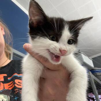 Domestic Short Hair Cats Available for Adoption in Summerlee, West Virginia - Ranger | PetCurious