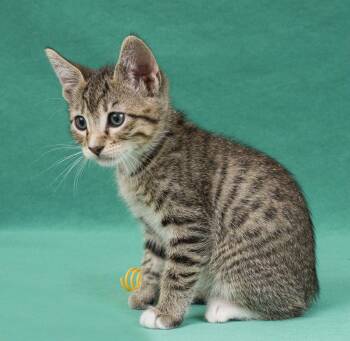 Promise -  Domestic Short Hair Cat for Adoption in Davis, California - Promise | PetCurious